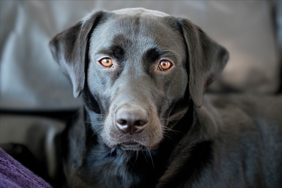Natural Remedies for Common Dog Breed Ailments: A Complete Guide