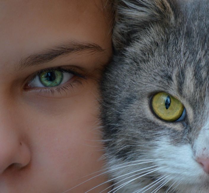 The Multi-Pet Home: A Complete Guide to Shared Ear and Eye Care Routines
