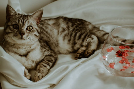 Pet Odor Control 101: A Beginner's Guide to a Fresher Home