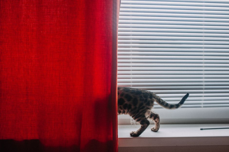 Winter Pet Odor Survival Guide: How to Keep Your Home Fresh When the Windows Stay Shut