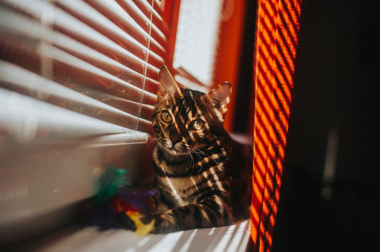 Vet-Approved Tips for Reducing Pet Odors at Home