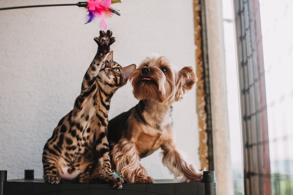 Interactive Cat Toys vs Dog Puzzle Feeders: A Practical Comparison for Pet Enrichment