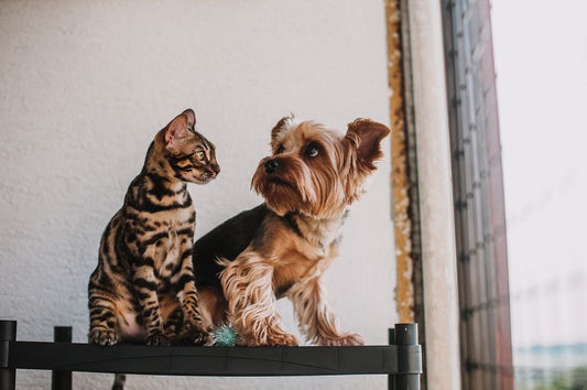 Navigating First-Time Pet Ownership: A Calm-Aware, Budget-Smart Guide to Dogs, Cats, and Small Pets