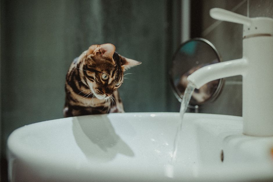 Smart Hydration Hacks for Pets in Tiny Homes: Space-Saving Solutions That Work