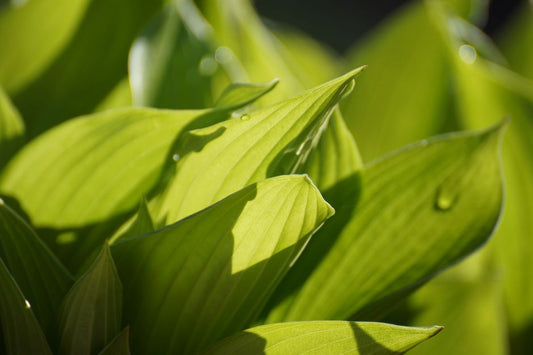 Why More Light Can Make a Watered Plant Wilt: Light, Transpiration, and Root-Zone Limits