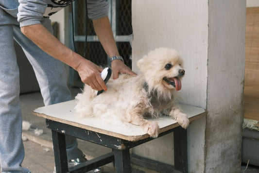 How to Reduce Pet Shedding: A Complete Guide to Managing Fur at Home