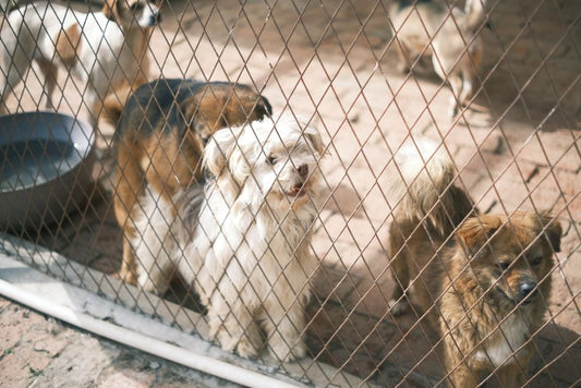 Emergency-Ready Pet Care: Building a Practical Safety Net for Your Dog or Cat