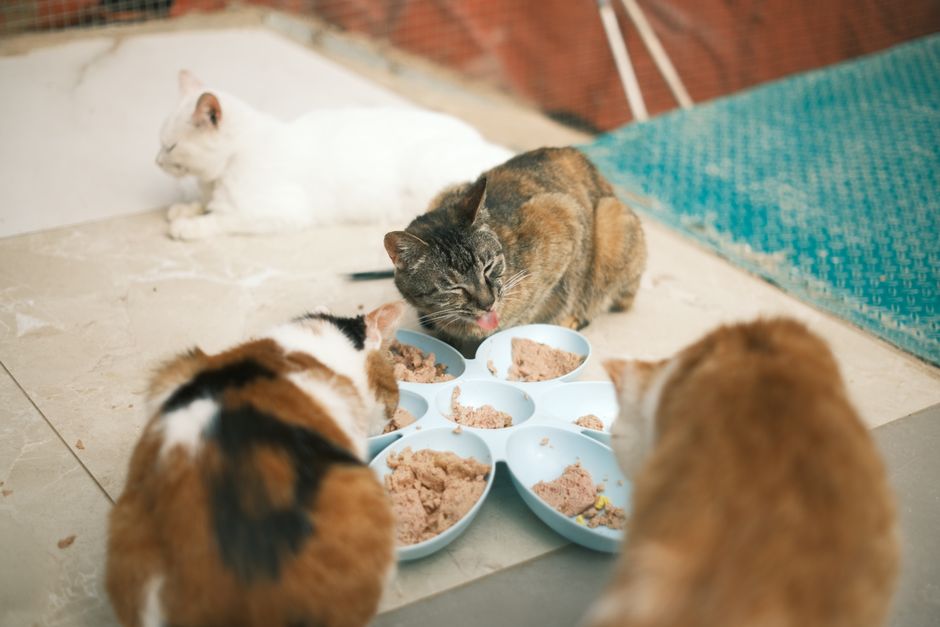 Wet and Dry Food in a Multi-Pet Home: Managing Resource Competition at the Bowl