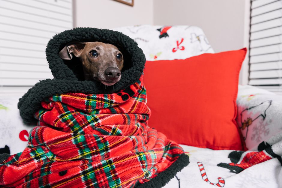 Winter Care for Senior Pets: Keeping Older Dogs and Cats Comfortable and Safe in Cold Weather
