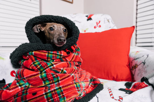 Winter Care for Senior Pets: Keeping Older Dogs and Cats Comfortable and Safe in Cold Weather