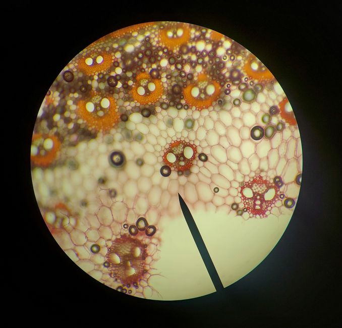 Hardening Off: What Changes in a Seedling's Cells, Stomata, and Cuticle
