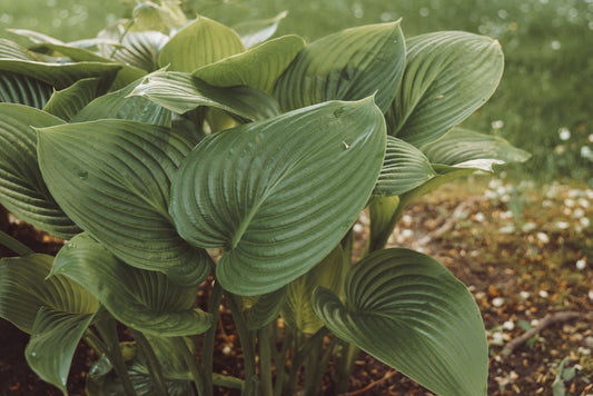 Maximize Shade Garden Yield: Practical Strategies for Productive Low-Light Beds