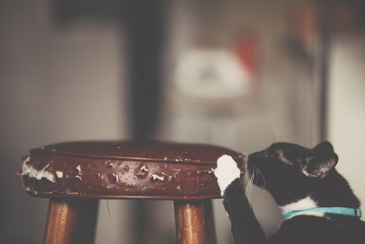How to Stop My Cat From Scratching Furniture Without Declawing