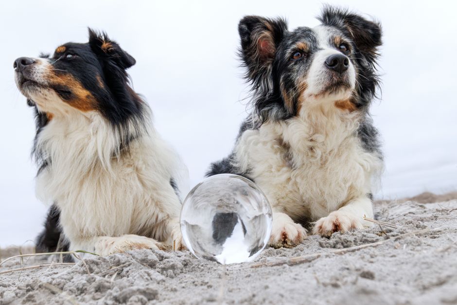 Why Your Pet's Routine Matters: How Predictability Shapes Behavior and Makes Training Easier