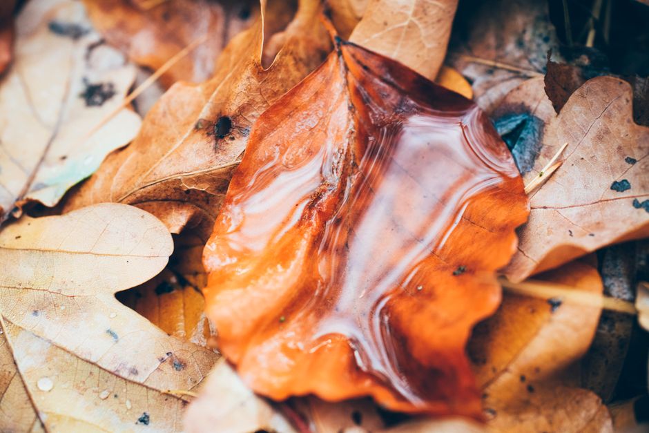 Why Wet Leaves Turn Brown in the Refrigerator