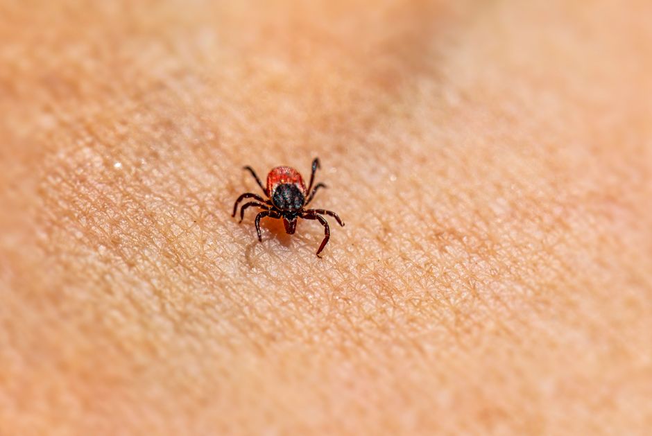 Flea and Tick Prevention for First-Time Owners: A Complete Step-by-Step Guide