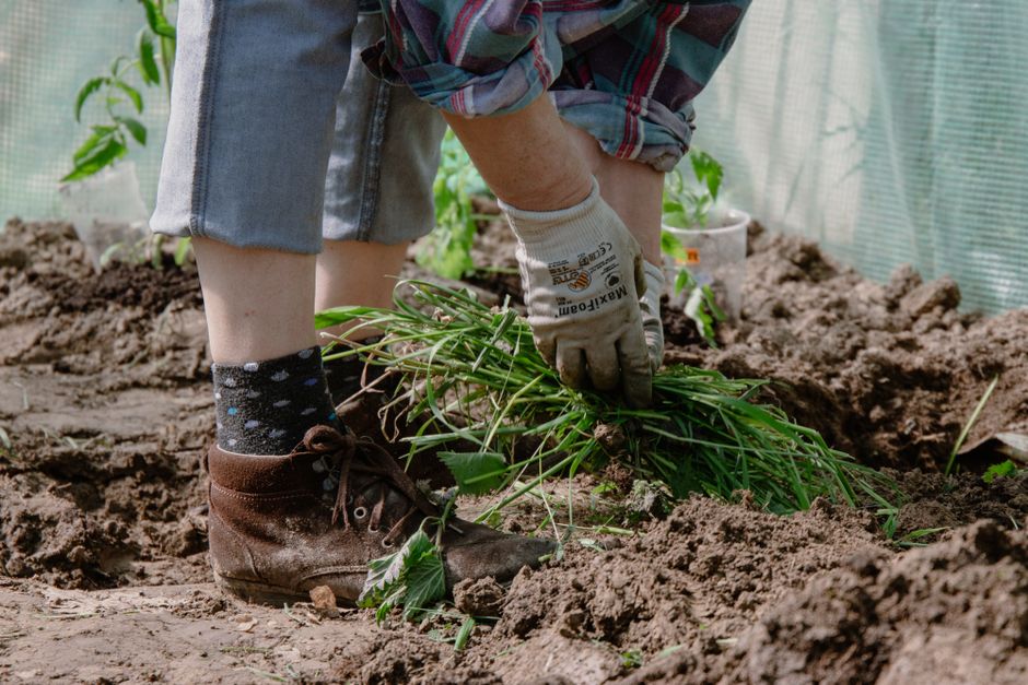 Step-by-Step Guide to Natural Weed Control: Replace Herbicides with a Sustainable Garden System