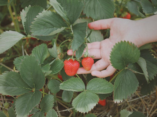 Why Is My Strawberry Patch Struggling? A Step-by-Step Troubleshooting Guide