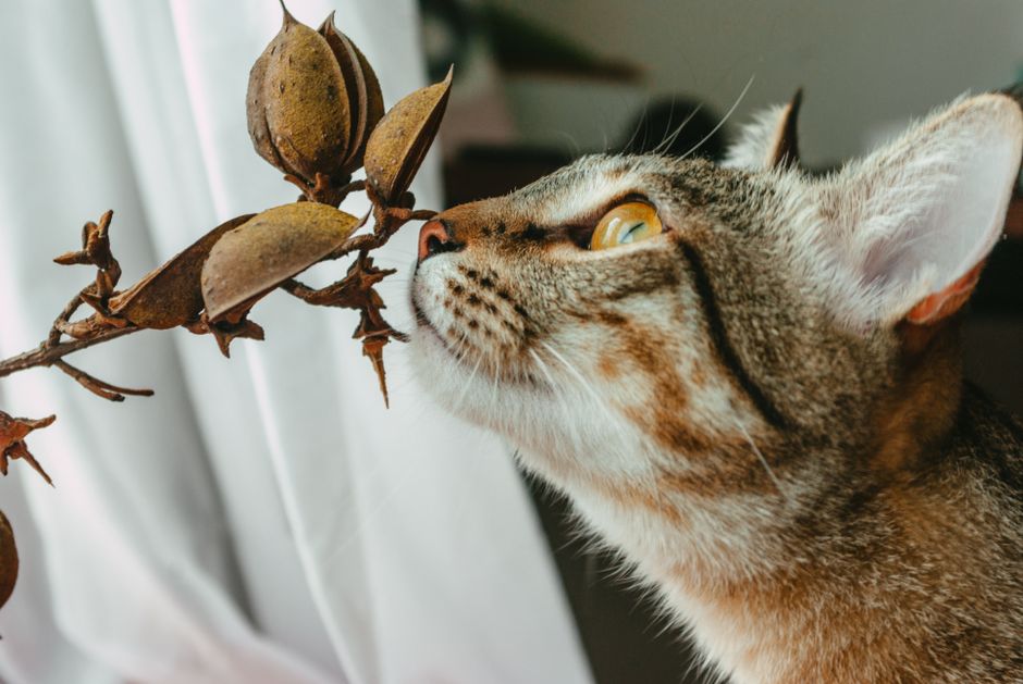 Which Pet Odor Solutions Actually Work: A Buyer's Guide to Breaking the Smell Cycle