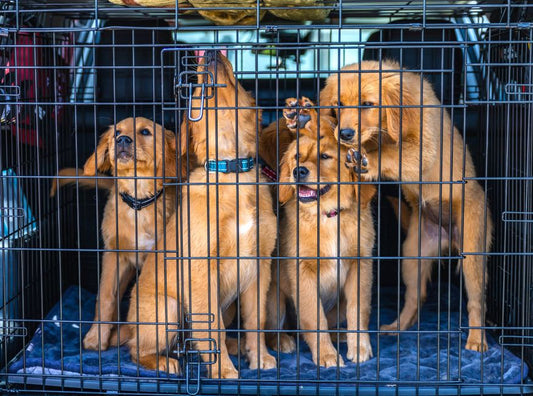 Quick Crate Training Tips for Busy Pet Owners