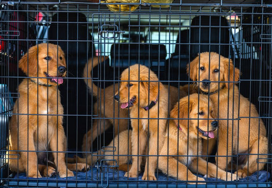 Car Sickness, Crates, and Calm Travel: Why Acclimation Beats Sedation for Dogs on the Move