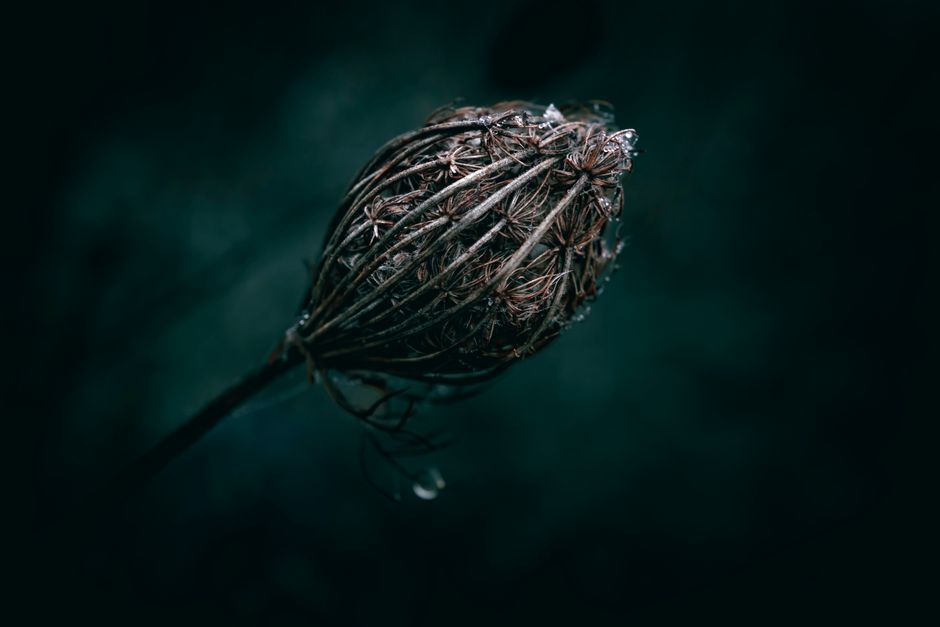 Intercropping and Wilting: When a Drooping Plant Is Telling You Something About Competition, Not Water