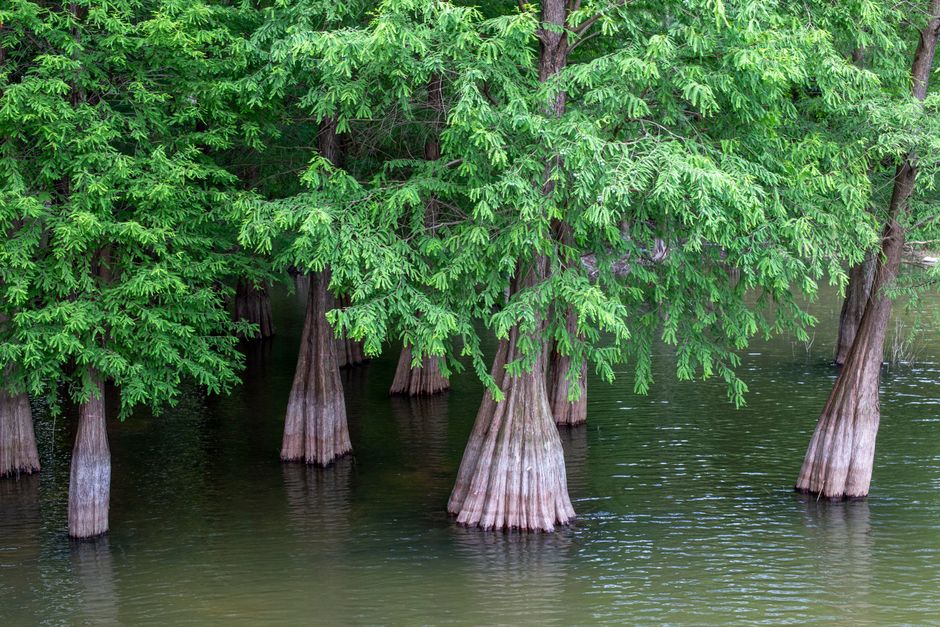 Hydroponic Drainage: How the Root Zone Breathes Between Floods