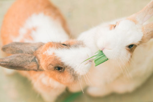 Essential Rabbit Care Tips for Summer: Keeping Your Bunny Cool and Healthy