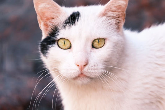 Reading Eye Discharge in Dogs and Cats: What Normal Tear Staining Looks Like and When to Stop Waiting