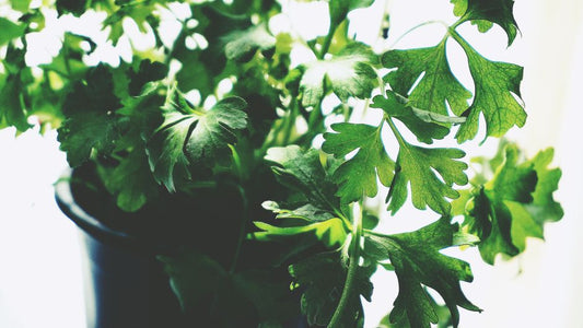 How to Store Fresh Herbs to Keep Them Vibrant and Flavorful