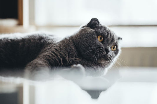 How to Reduce Shedding in Short-Haired Cats Without Stress