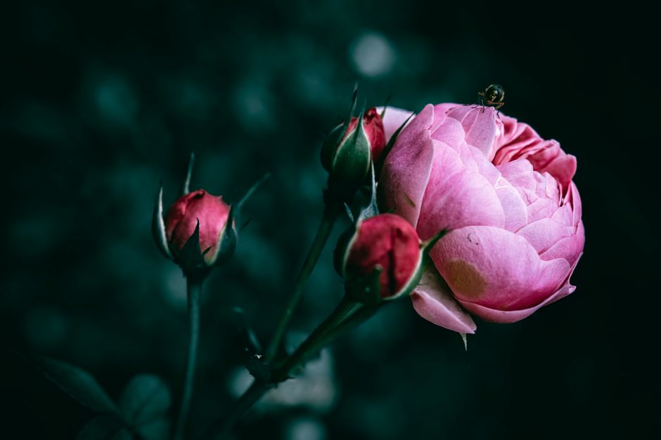 Why Some Flowers Keep Blooming and Others Don't: Deadheading, Pest Damage, and the Limits of Removing Spent Blooms