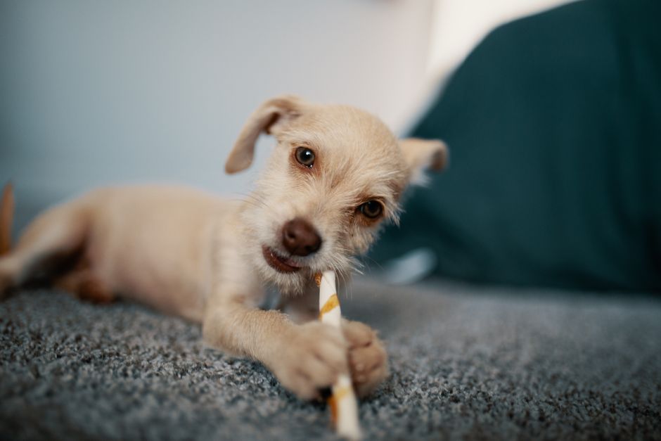 Why Small Pets Chew: Dental Needs, Environment, and the Hidden Link