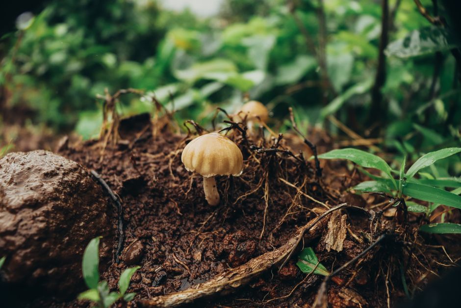 Root Oxygen, Saturated Soil, and Fungal Disease: Why Airless Root Zones Invite Infection