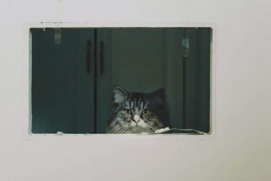 When a Pet's Routine Breaks: Judging Urgency During Household Transitions