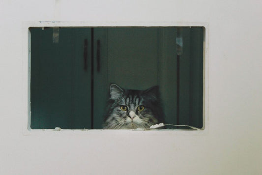 When a Pet's Routine Breaks: Judging Urgency During Household Transitions