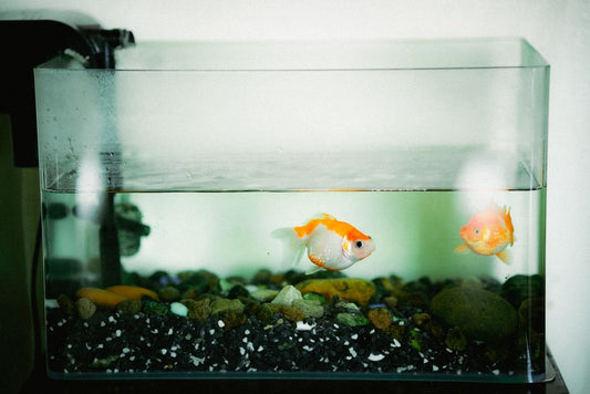DIY Aquarium Cleaning: Build a Safe, Low-Stress Maintenance Routine