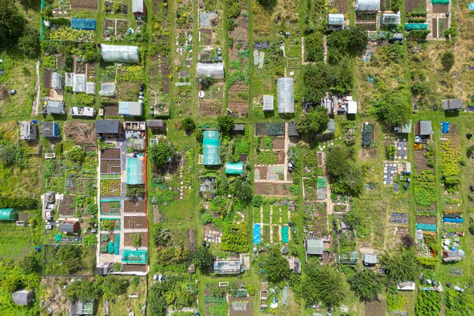 Does Home-Grown Food Actually Lower Your Garden's Environmental Impact?