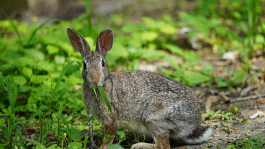 How to Stop Your Rabbit from Chewing Furniture and Baseboards