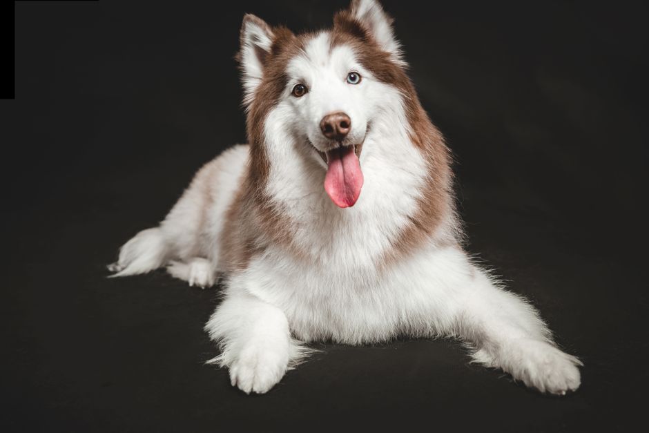 Why Pet Stains Won't Come Out and How to Fix Them for Good