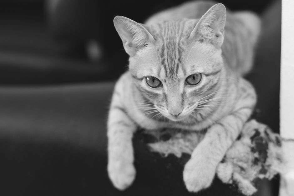 How to Remove Pet Fur from Furniture and Clothes Without Damaging Fabric