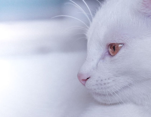 Why Is My Pet’s Eye or Ear Suddenly Red, Itchy, or Smelly?