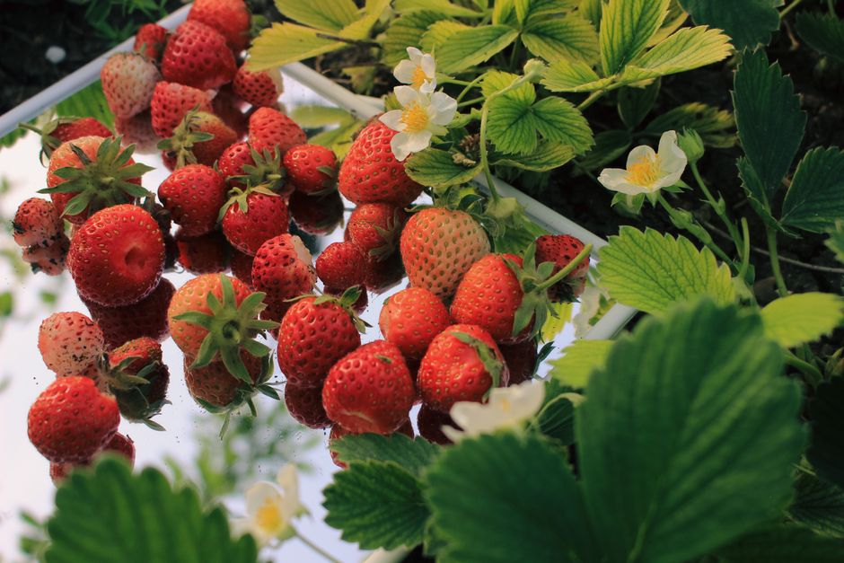 Why a Healthy Strawberry Plant May Not Flower: Day Length, Crown Age, and Nitrogen Balance