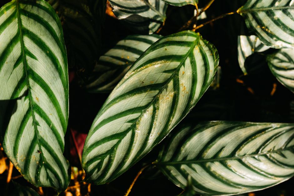 Why Are My Calathea Leaves Curling and Turning Brown? Fix It Fast with These Proven Tips