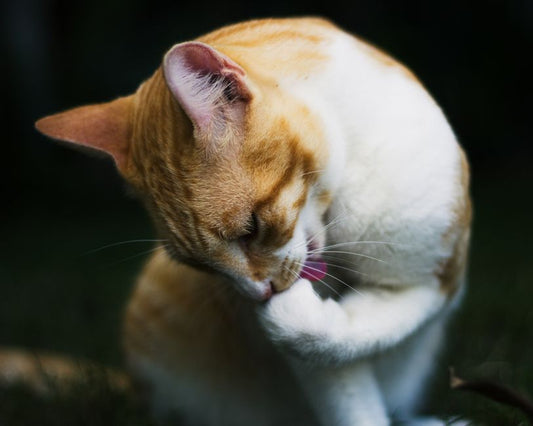The Chemical-Free Cat Care Blueprint: A Complete Guide to Natural Grooming, Nutrition, and Home Wellness
