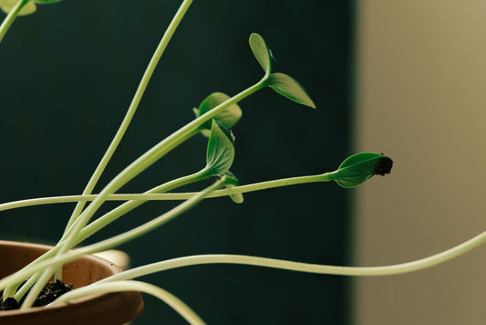 Seasonal Growth Slows: When a Plant Isn't Sick, Just Out of Season