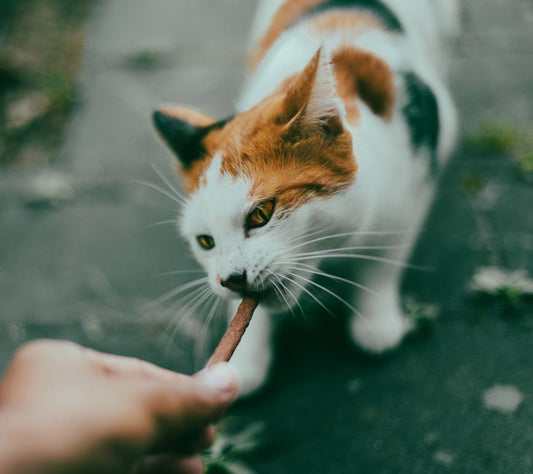 The Complete Beginner's Guide to Cat Care: Essential Systems for a Happy, Healthy Feline