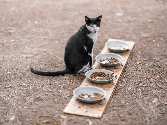 An Emergency-Ready Pet Care Guide: What to Do When Your Cat Stops Eating