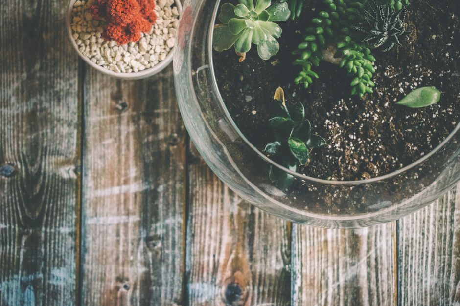 Why Your Apartment Succulents Keep Dying: A Practical Guide to Watering, Light, and Soil