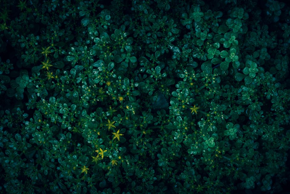 Airtight Moisture Retention and Root Aeration in Self- and Cross-Pollinating Crops
